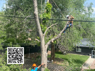 TTree Trimming in Colorado Springs, CO